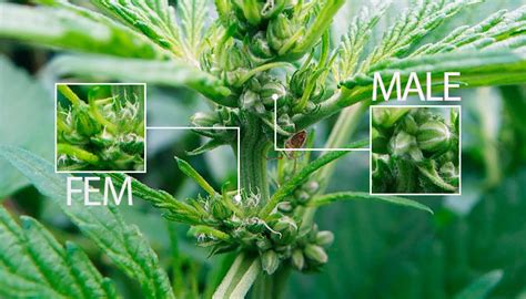 hermes plant|why do cannabis plants herm.